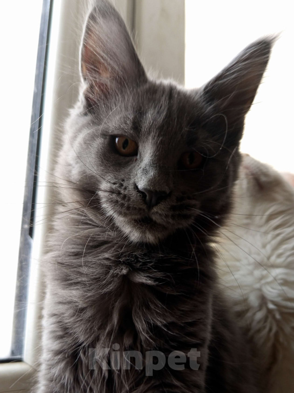 Кошки в других городах Ленинградской области: Котята Менйн Кун polidakt Мальчик, 30 000 руб. - фото 1