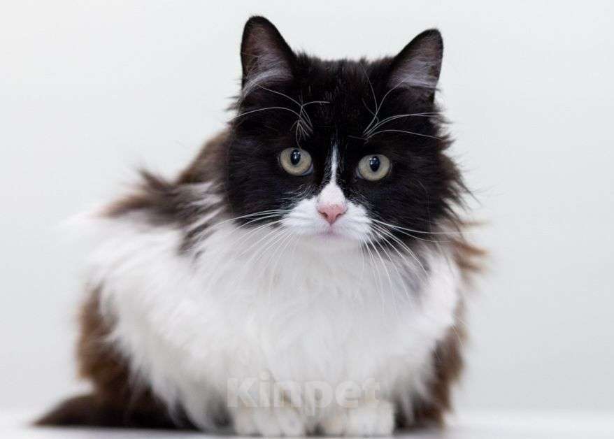 Кошки в Москве: Черно-белый Девочка, Бесплатно - фото 1