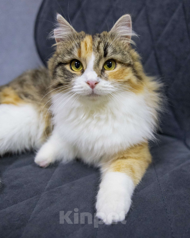 Кошки в Санкт-Петербурге: Особенная Фудзи ищет дом  Девочка, Бесплатно - фото 5