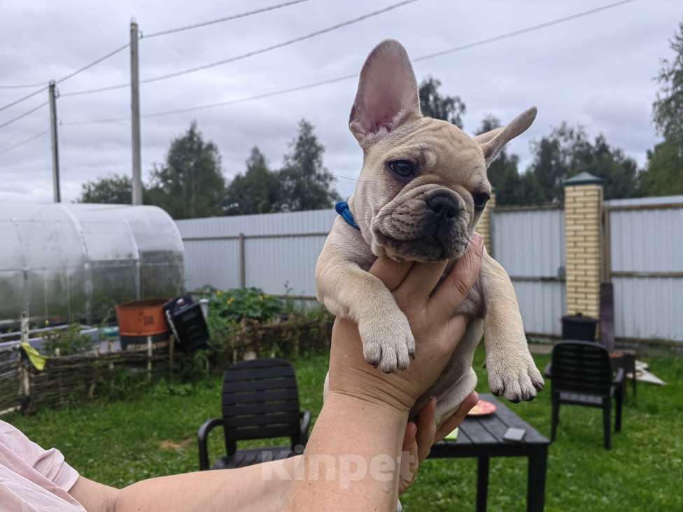 Собаки в других городах Московской области: Амур  Мальчик, 70 000 руб. - фото 2