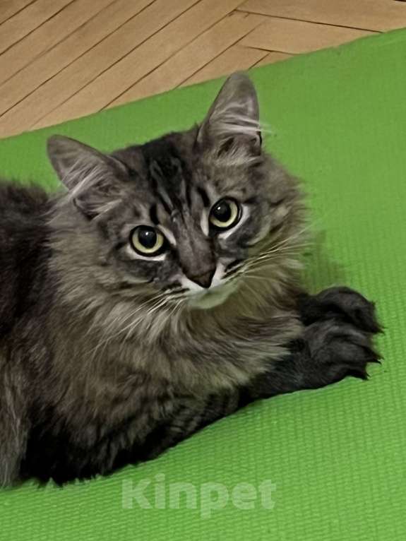 Кошки в Москве: Лея и Леся ищут дом Девочка, Бесплатно - фото 1