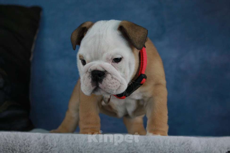 Собаки в Волгограде: РИСИВ ВИШФУЛ ЗАХАР Мальчик, 90 000 руб. - фото 2