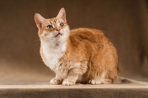 Кутси – рыжая загадка с независимым характером