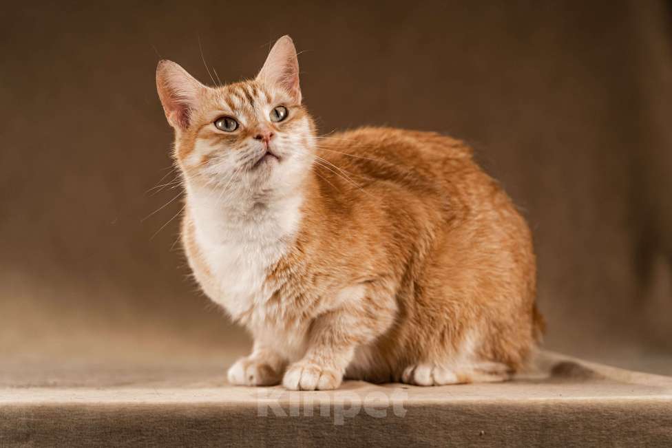 Кошки в Клине: Кутси – рыжая загадка с независимым характером Девочка, Бесплатно - фото 1