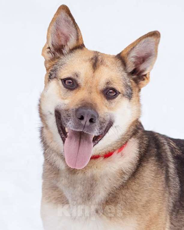 Собаки в Москве: Небольшая очень ласковая девочка из приюта Девочка, Бесплатно - фото 1