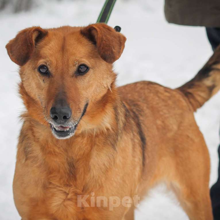 Собаки в Москве: Нисса Девочка, Бесплатно - фото 1