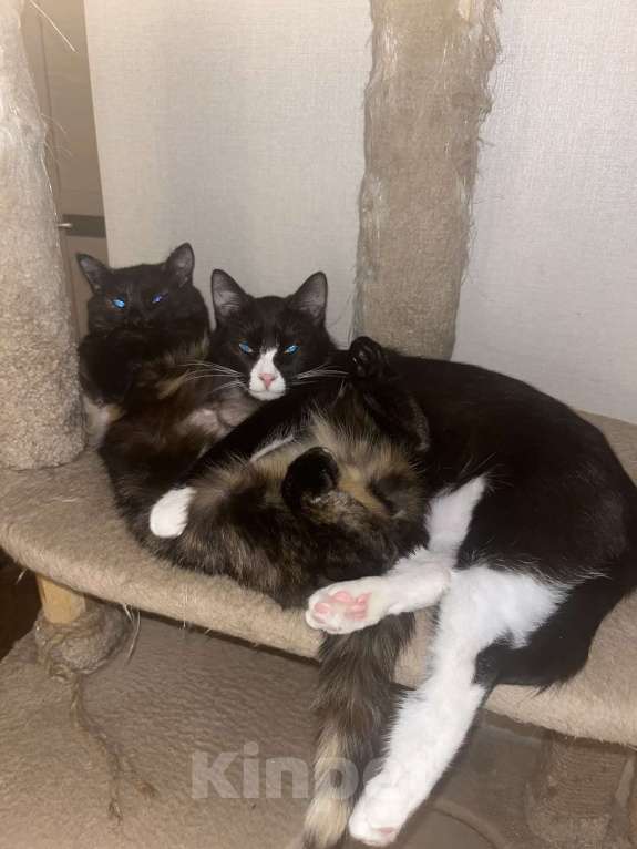 Кошки в Москве: Добрый и ласковый котик Маркиз ищет дом! Мальчик, Бесплатно - фото 9