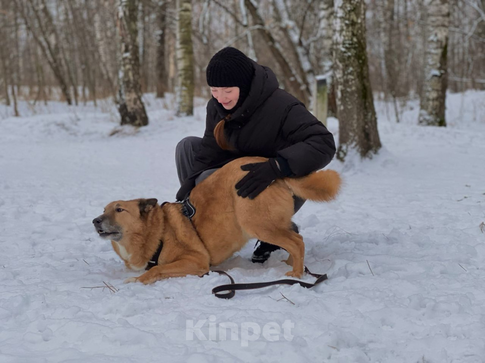 Собаки в Москве: рыжий мушкетер Мальчик, Бесплатно - фото 7