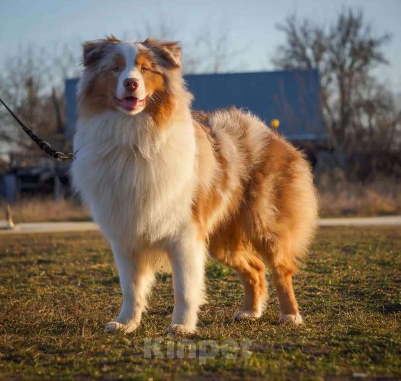 Собаки в Ейске: Отдам в заботливые руки Мальчик, Бесплатно - фото 3