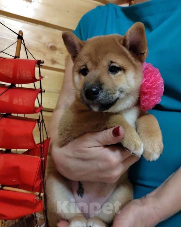 Собаки в Ореховом-Зуево: Сиба ину щенки три девочки  Девочка, 70 000 руб. - фото 4