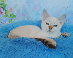 Кошки в Москве: Тайские котята из питомника Мальчик, Бесплатно - фото 1