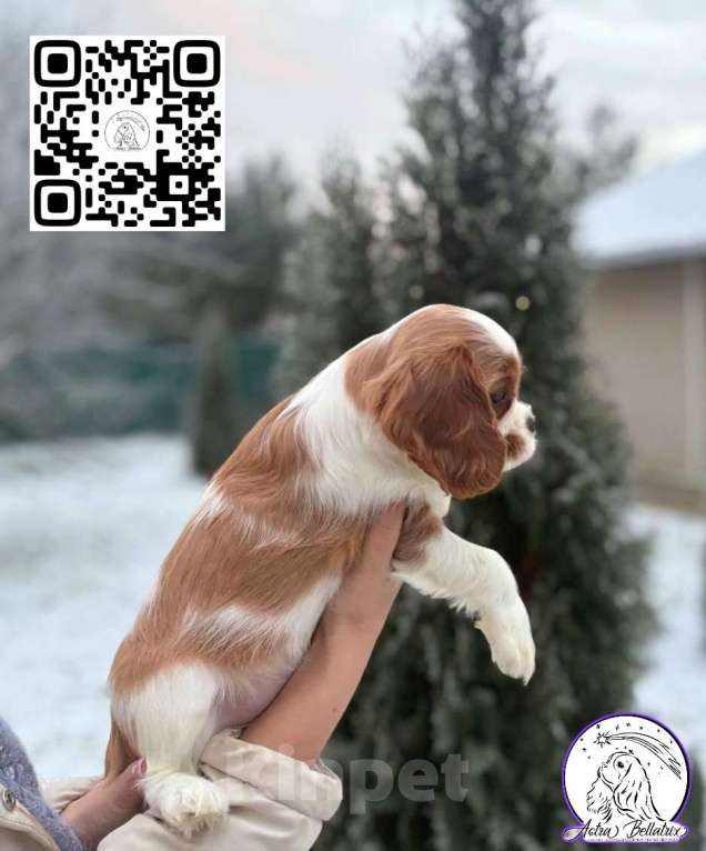 Собаки в Санкт-Петербурге: девочка бленхейм Девочка, Бесплатно - фото 2