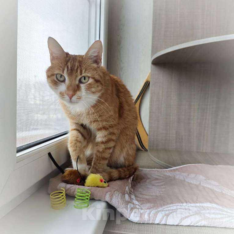 Кошки в Москве: Рыжему счастью нужен дом Мальчик, Бесплатно - фото 3