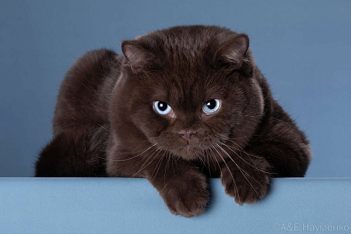 Британский котик с голкбыми глазами