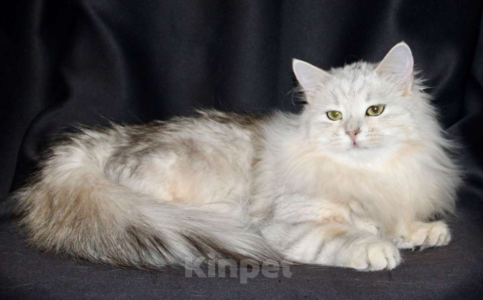 Кошки в Тюмени: Сибирский котёнок Девочка, 15 000 руб. - фото 6