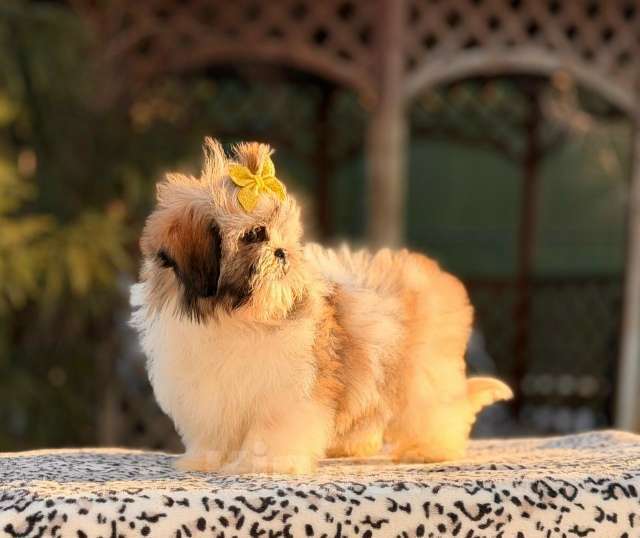 Собаки в Санкт-Петербурге: Ши-тцу мини Девочка, 45 000 руб. - фото 1