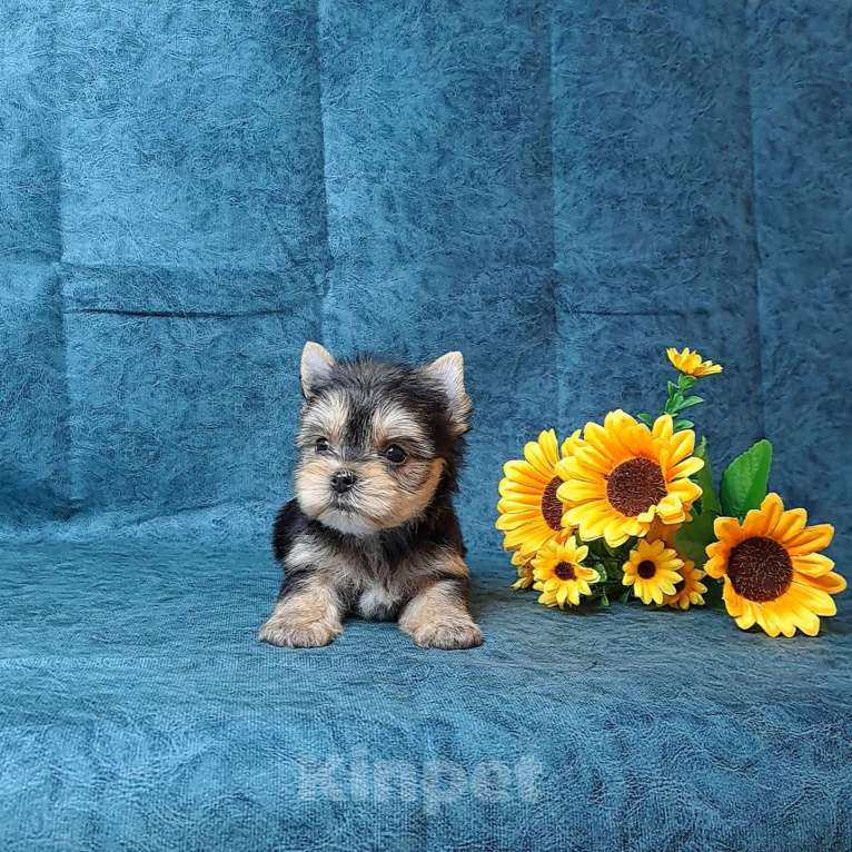 Собаки в Санкт-Петербурге: Йоркширский терьер мини мальчик Мальчик, 65 000 руб. - фото 2