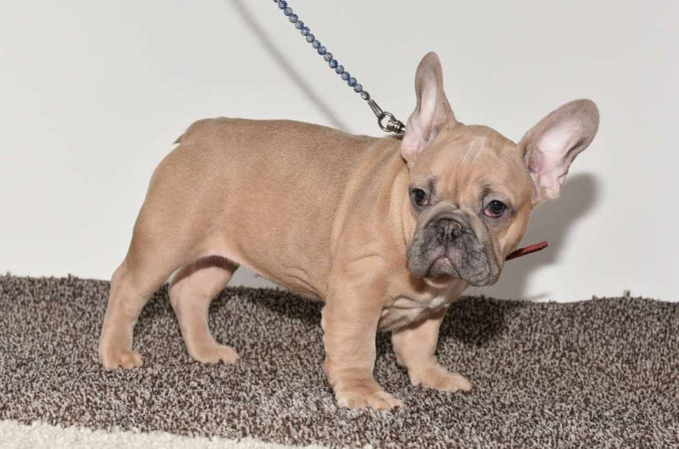 Собаки в Москве: Девочка Зимушка Девочка, 55 000 руб. - фото 4