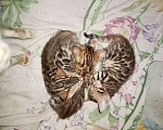 Кошки в Гатчине: Продажа котят бенгала Мальчик, 1 руб. - фото 5