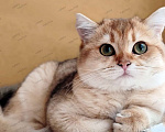 Кошки в Севастополе: Шотландская страйт, девочка Девочка, 30 000 руб. - фото 2