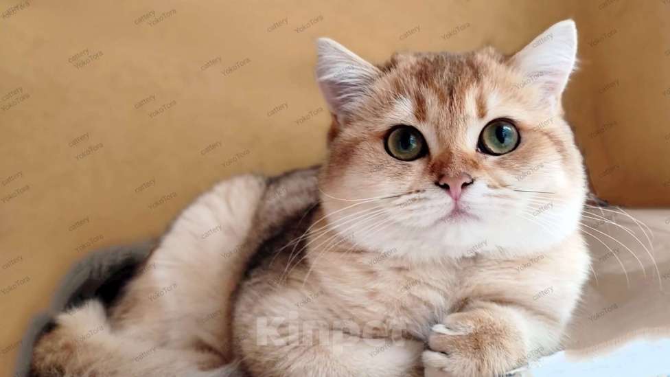 Кошки в Севастополе: Шотландская страйт, девочка Девочка, 30 000 руб. - фото 2