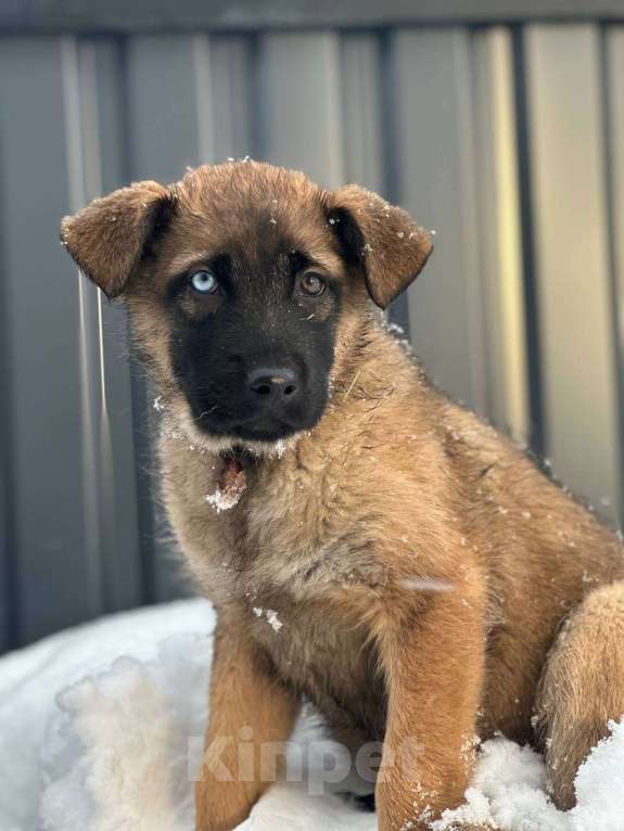 Собаки в Старом Купавне: Славный щенок в добрые руки Девочка, Бесплатно - фото 1