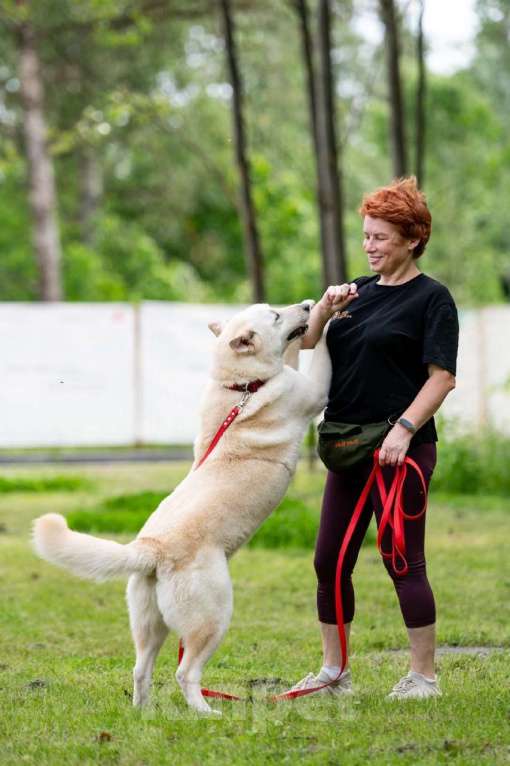 Собаки в Балашихе: Самый лучший компаньон. Белка.  Девочка, Бесплатно - фото 4