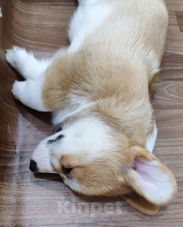 Собаки в Воронеже: Девочка 2,5 мес Девочка, Бесплатно - фото 2