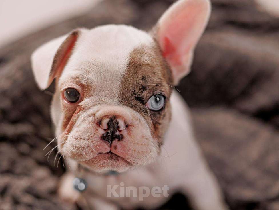 Собаки в Шахте: Французские булочки  Мальчик, 75 000 руб. - фото 3