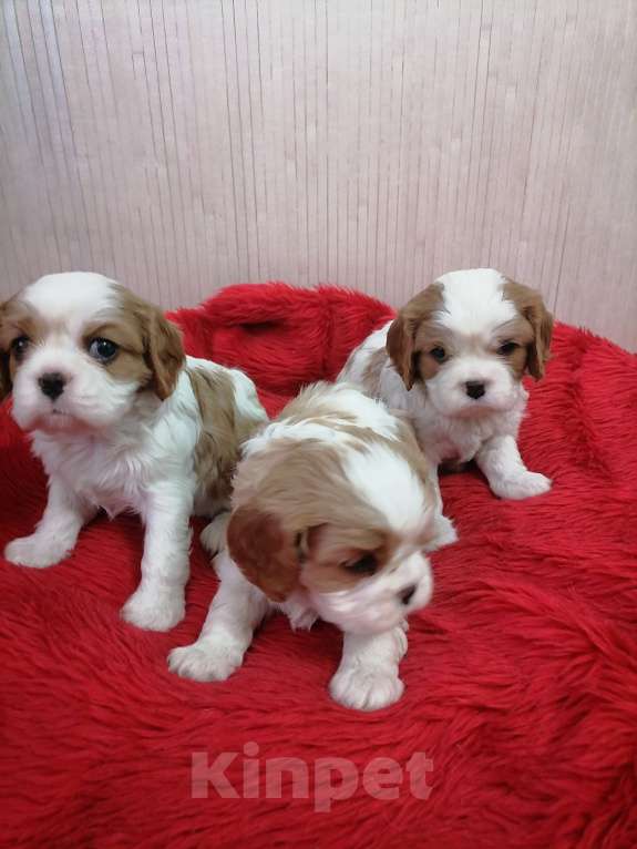 Собаки в Москве: Кавалер Кинг Чарльз спаниель щенки.  Девочка, 100 000 руб. - фото 4