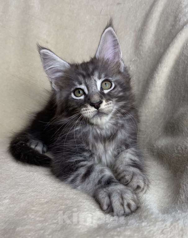 Кошки в Дмитрове: Черный серебристый мраморный мальчик мейн кун Xandu Мальчик, 30 000 руб. - фото 3