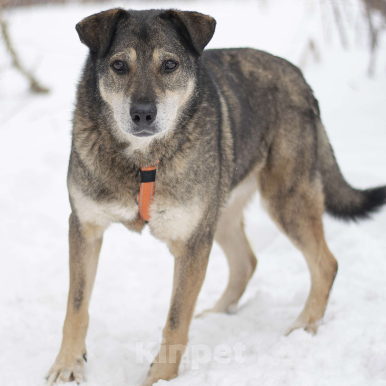 Собаки в Москве: Бонд Мальчик, Бесплатно - фото 3