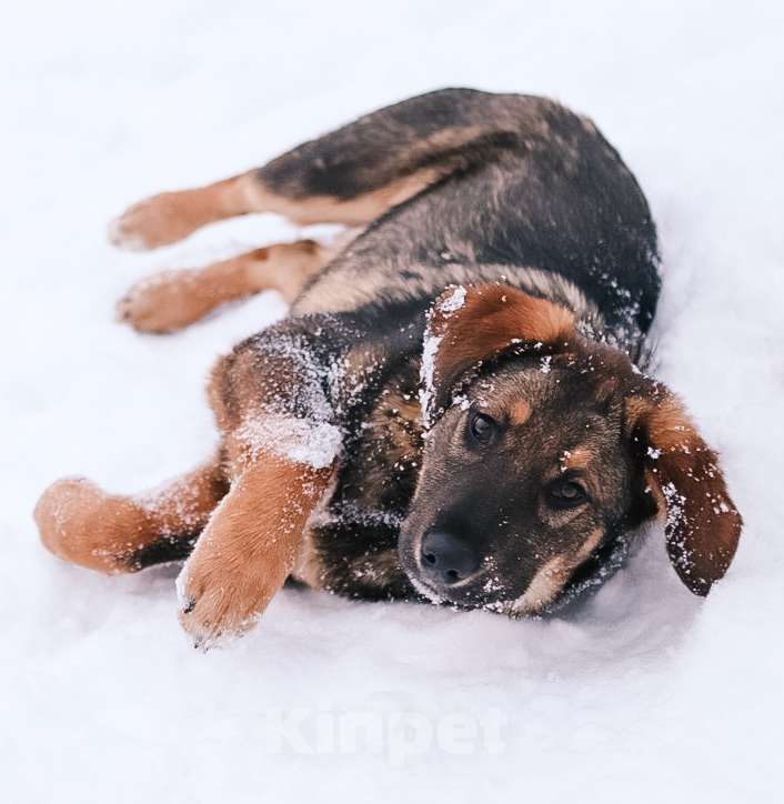 Собаки в Москве: Умные и позитивные пёсики (11 мес.) срочно ищут дом. Мальчик, Бесплатно - фото 5