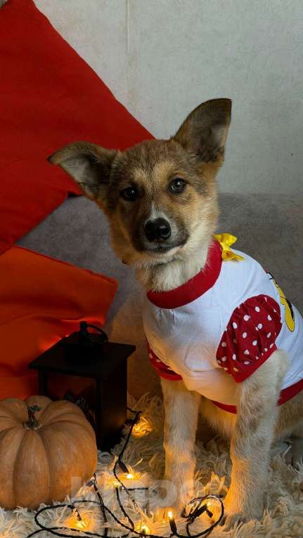 Собаки в Санкт-Петербурге: Щенок Мила Девочка, Бесплатно - фото 4