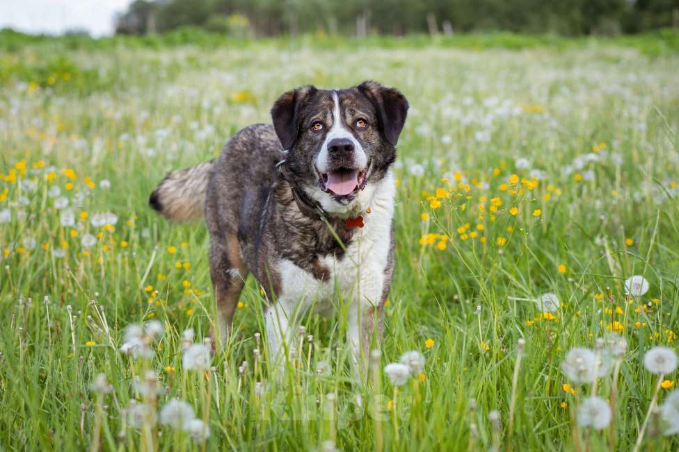 Собаки в Москве: Собака прошедшая СВО и избежавшая усыпления в поисках самого лучшего дома! Девочка, Бесплатно - фото 9