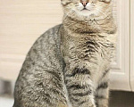 Кошки в Москве: Веня – гиперласковый 7 мес котик в добрые руки Мальчик, Бесплатно - фото 7