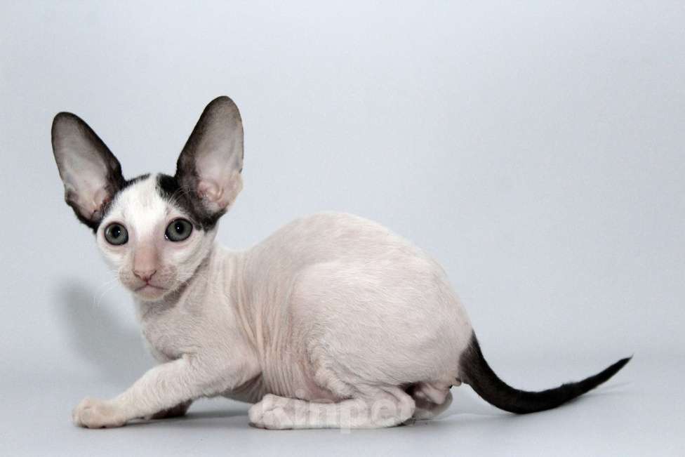 Кошки в Москве: Котик черный ван Лукас Мальчик, 70 000 руб. - фото 2