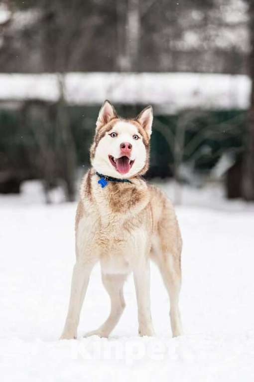Собаки в Москве: Красавчик хаски Харт в добрые руки Мальчик, Бесплатно - фото 5