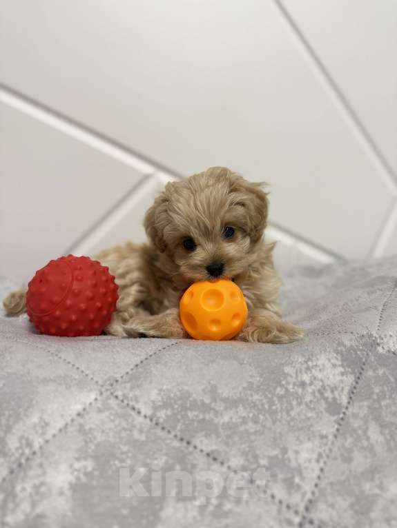 Собаки в Кинели: Мальчик Барни Мальчик, 120 000 руб. - фото 2