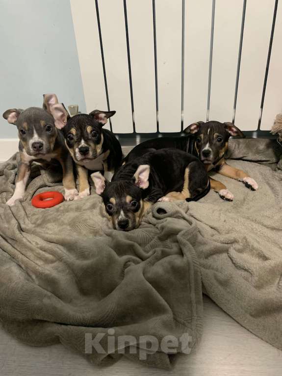 Собаки в Краснодаре: американский булли Девочка, 50 000 руб. - фото 1