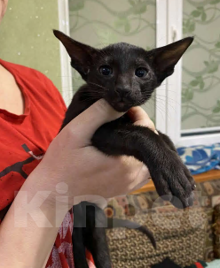 Кошки в Геленджике: Продажа Девочка, 15 000 руб. - фото 2