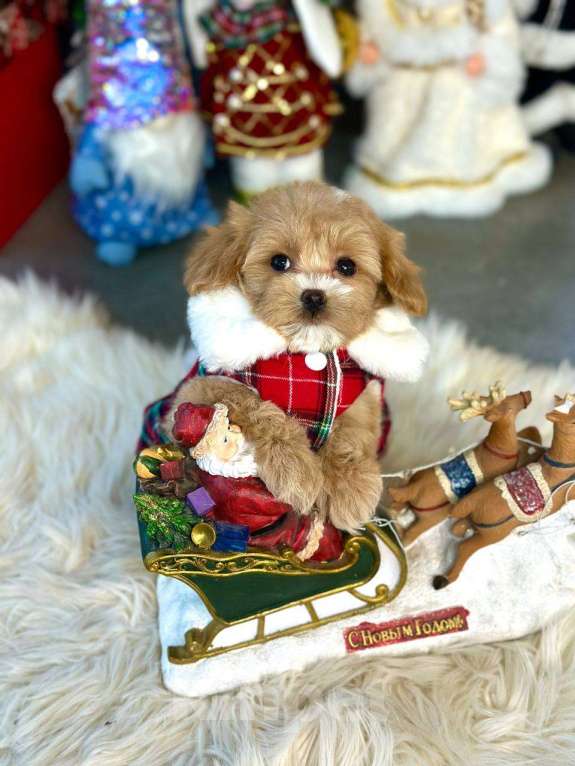 Собаки в Москве: Девочка мальтипу мини Девочка, 100 000 руб. - фото 4