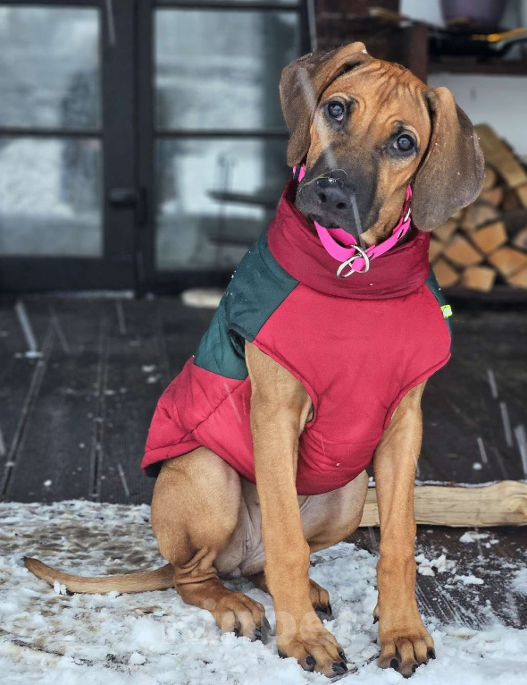 Собаки в Москве: Щенки родезийского риджбека  Девочка, Бесплатно - фото 3