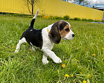 Собаки в Ступино: Элитный щенок Бигль (Годсенд VIP) Девочка, 55 000 руб. - фото 6