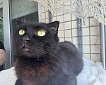 Кошки в Санкт-Петербурге: Кошечка Девочка, Бесплатно - фото 4