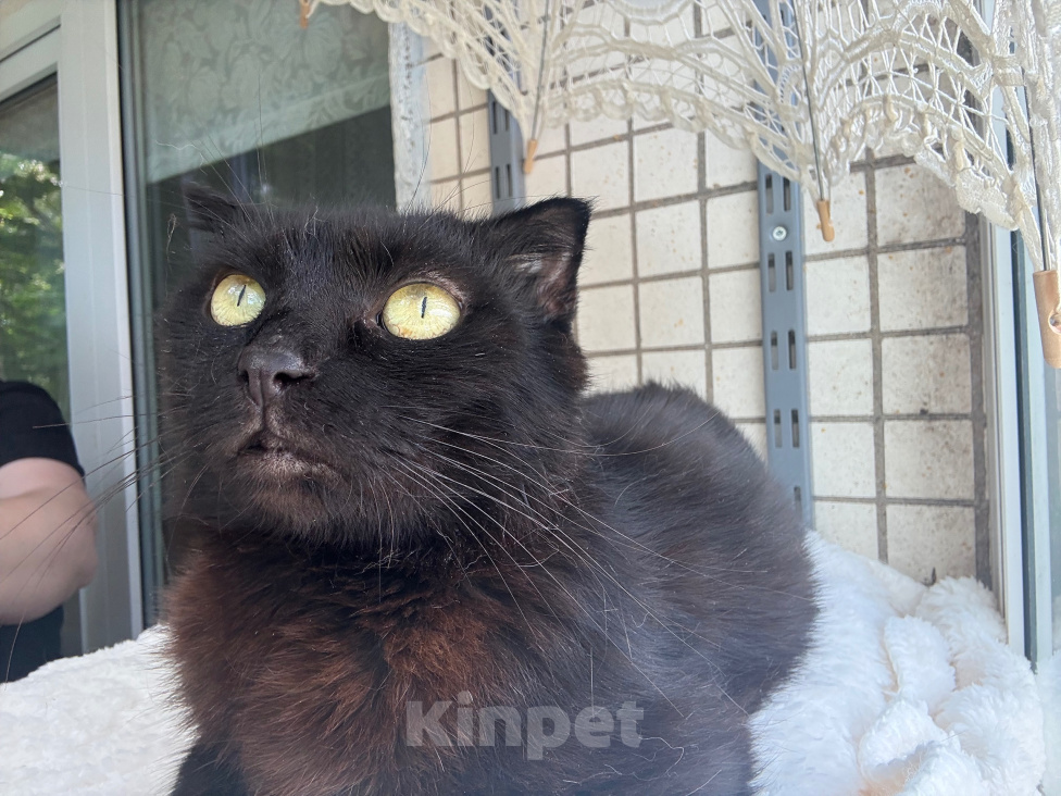 Кошки в Санкт-Петербурге: Кошечка Девочка, Бесплатно - фото 4