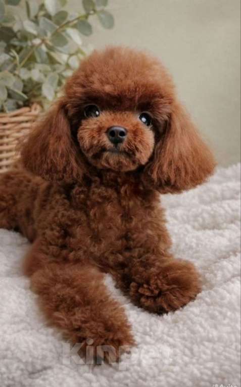 Собаки в Воронеже: Той пудель Девочка, Бесплатно - фото 1