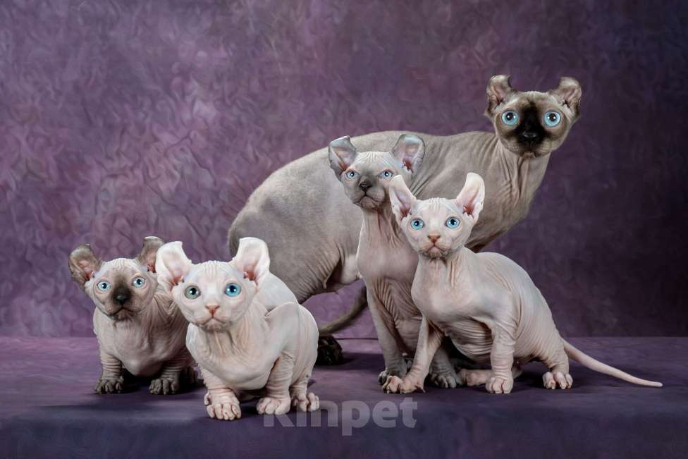 Кошки в Самаре: Чудо Aramis Мальчик, Бесплатно - фото 6