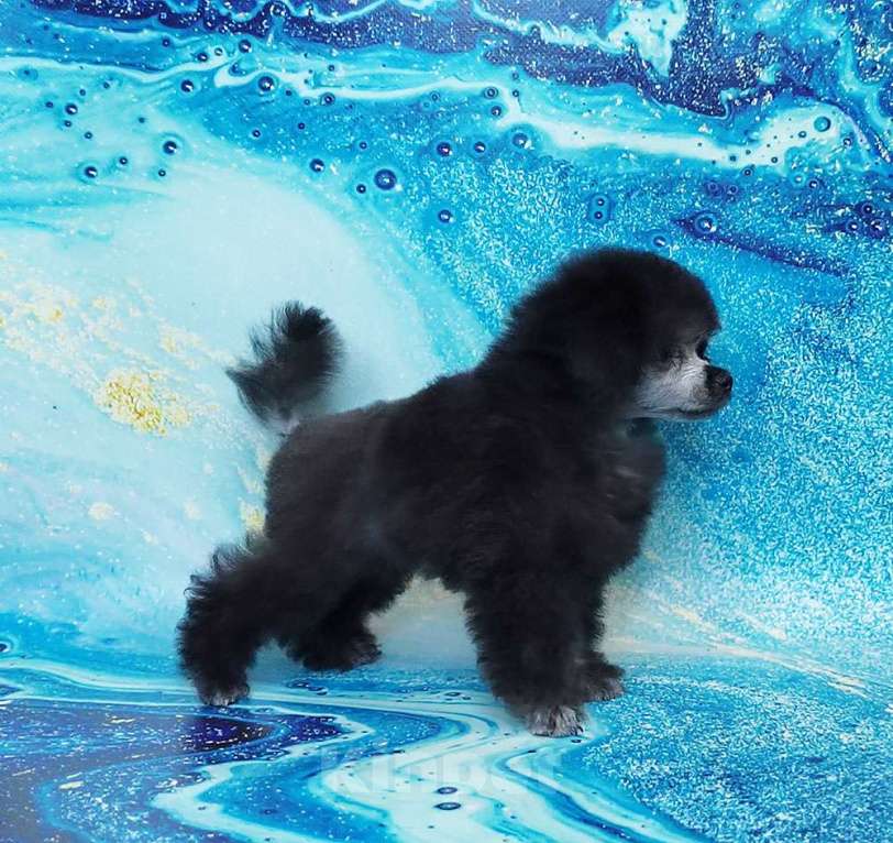 Собаки в Долгопрудном: Пуделя щенок той серебристая девочка  ИЛАЙДА  Девочка, 200 000 руб. - фото 3