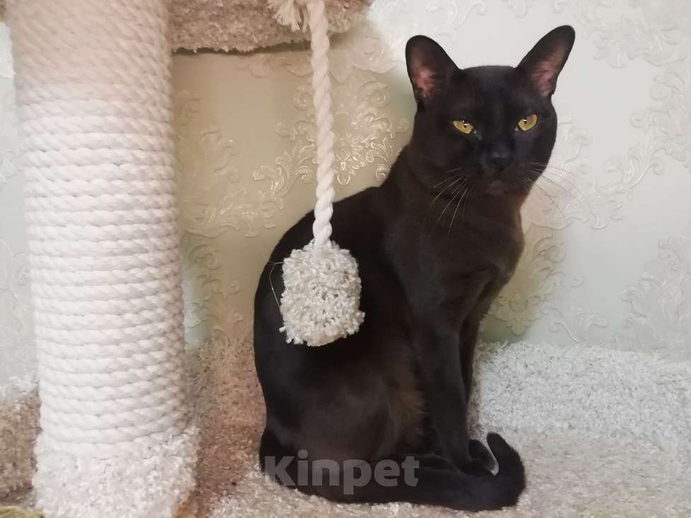 Кошки в Тюмени: Бурманский котёнок Мальчик, 60 000 руб. - фото 3